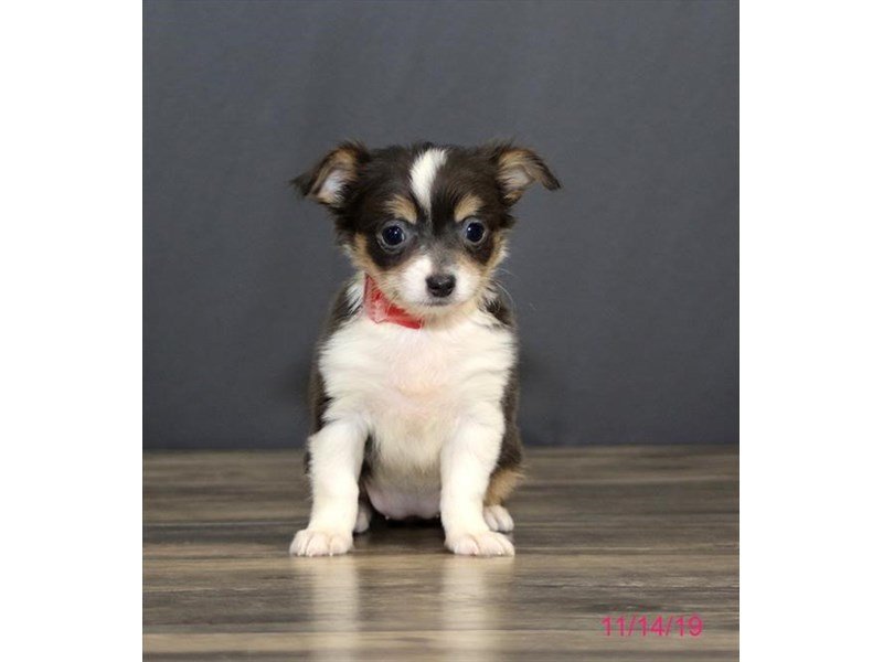 Chihuahua