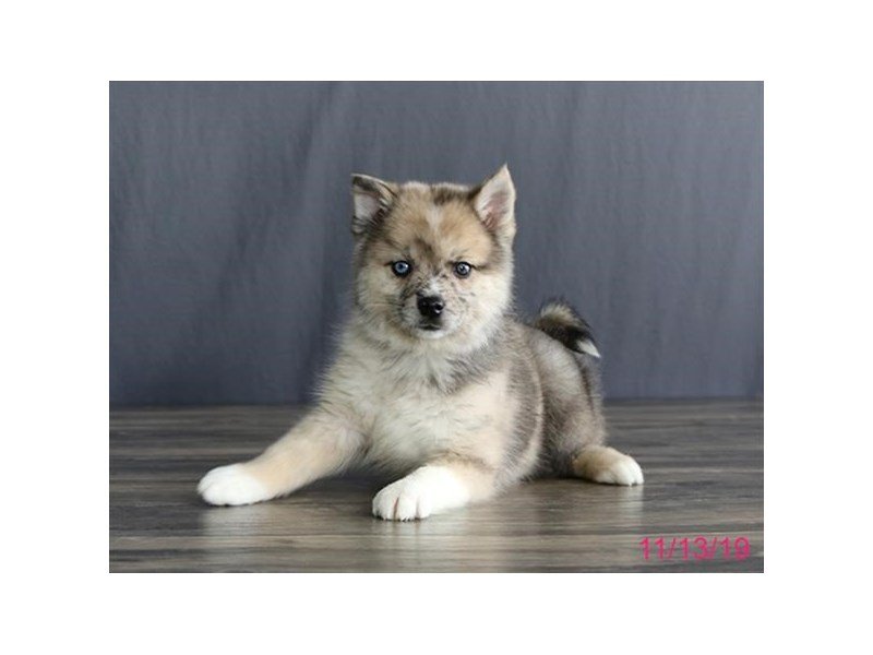 Pomsky