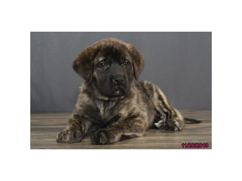 English Mastiff