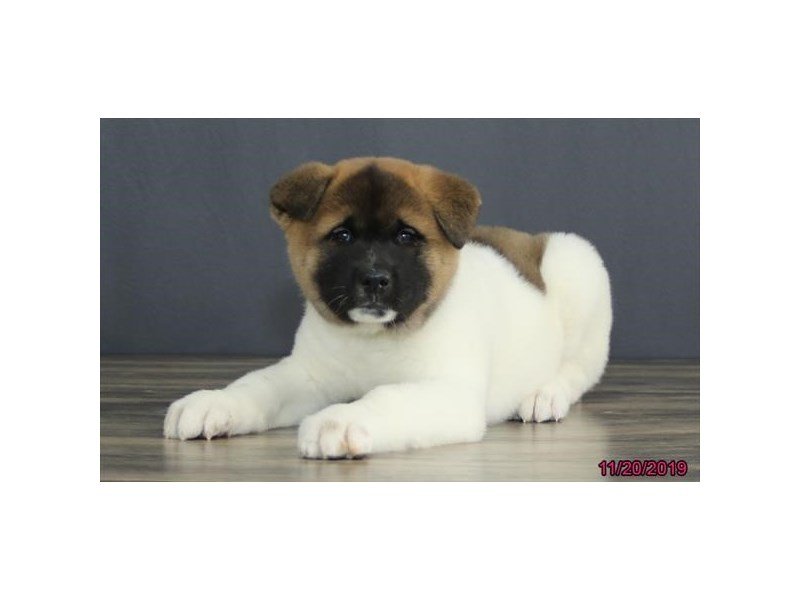 Akita