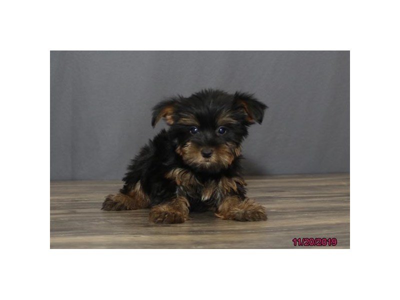 Yorkshire Terrier