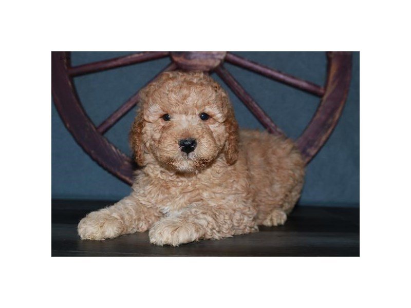 Mini Goldendoodle 2nd Gen