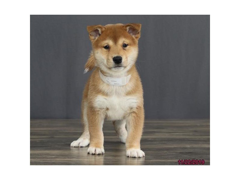 Shiba Inu Puppies Petland Carriage Place