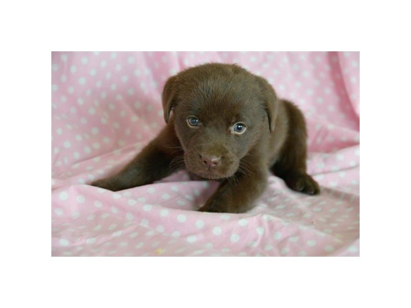 Labrador Retriever