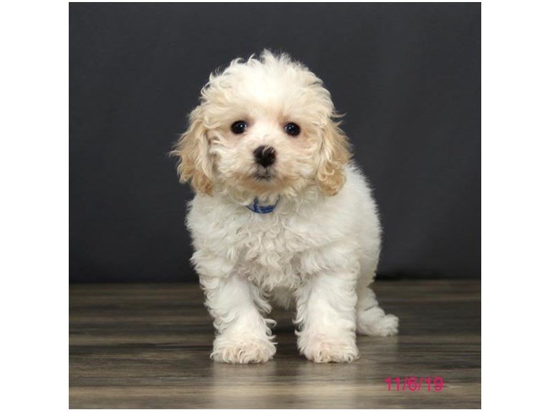 Bichon Frise