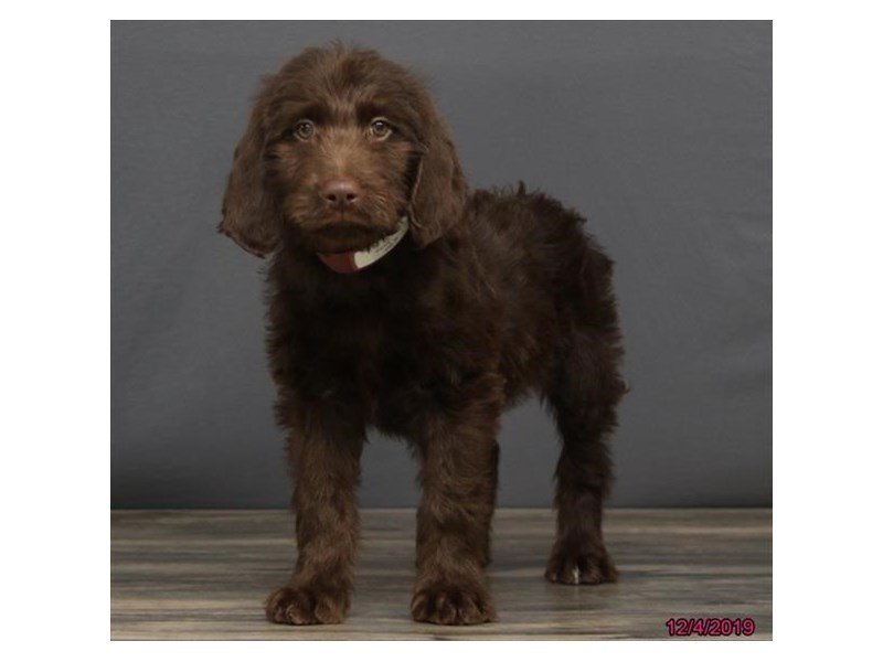 Labrador Retriever/Poodle