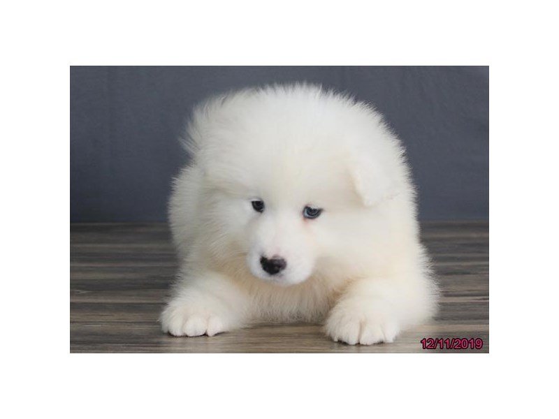 Samoyed