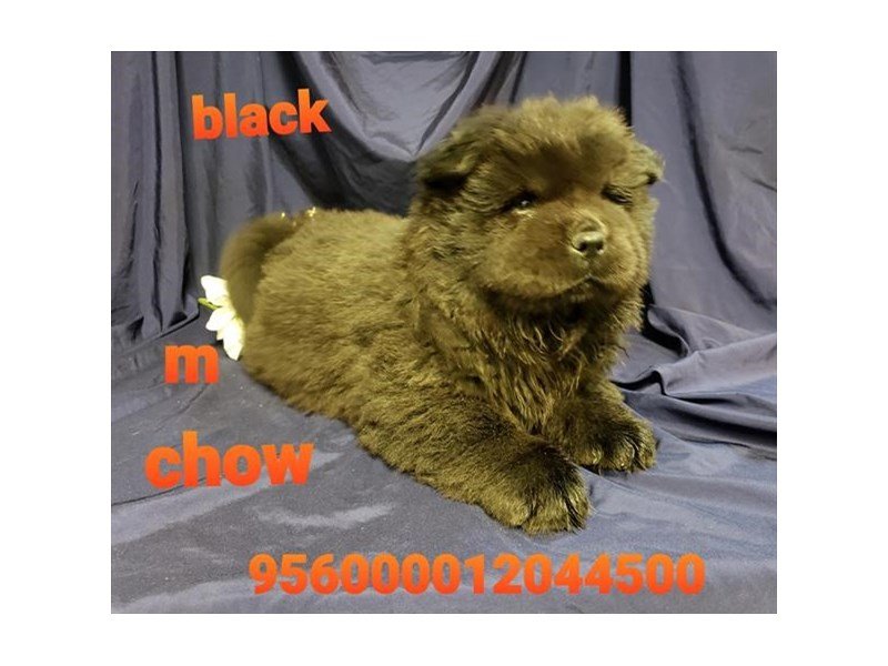 Chow Chow