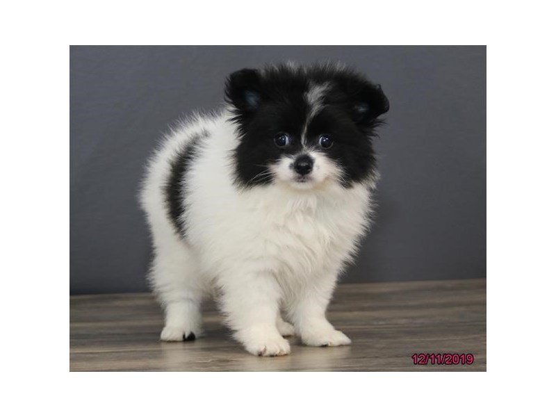 Pomeranian