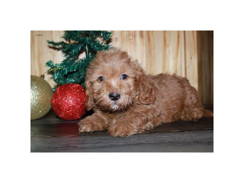 Goldendoodle Mini 2nd Gen – Gigi