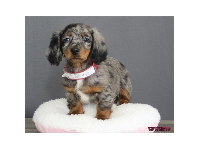 DachshundDOGFemaleSilver Dapple2561767Petland Columbus, Ohio