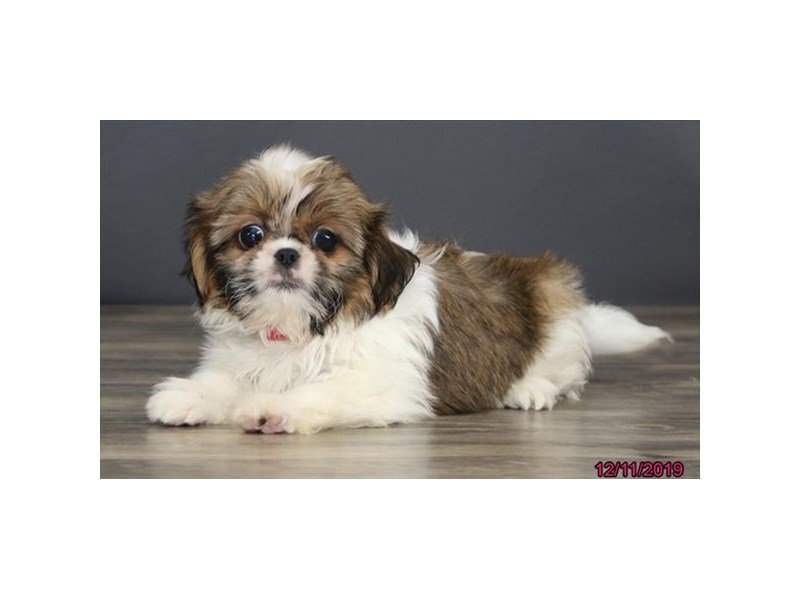 Shih tzu white and sales gold