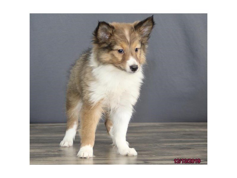 Shetland Sheepdog