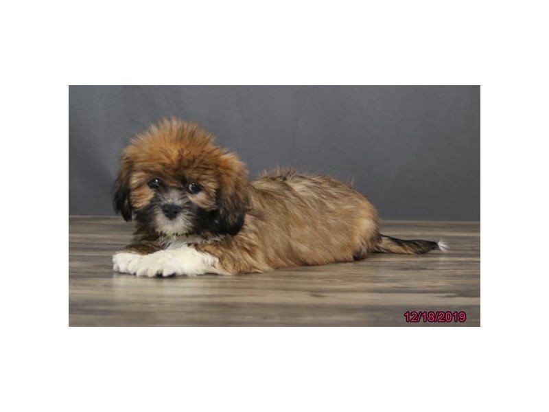 Lhasa Apso