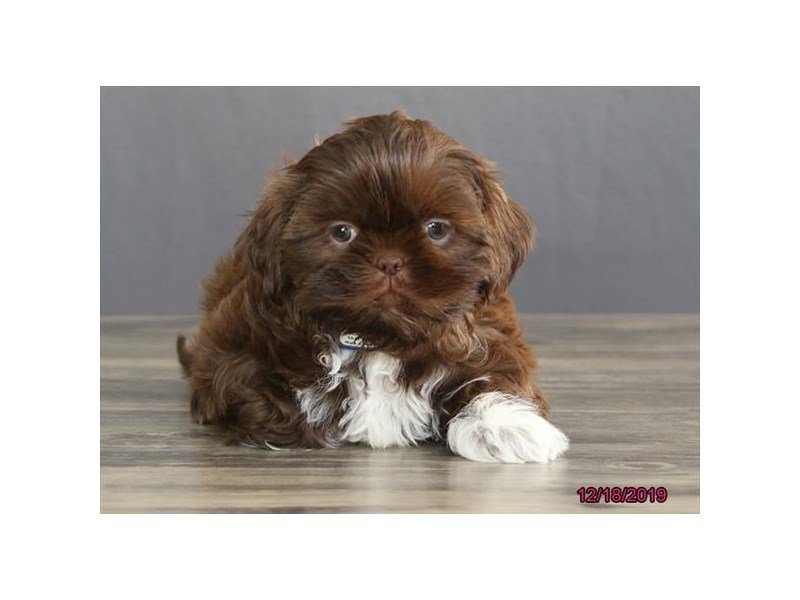 Shih Tzu