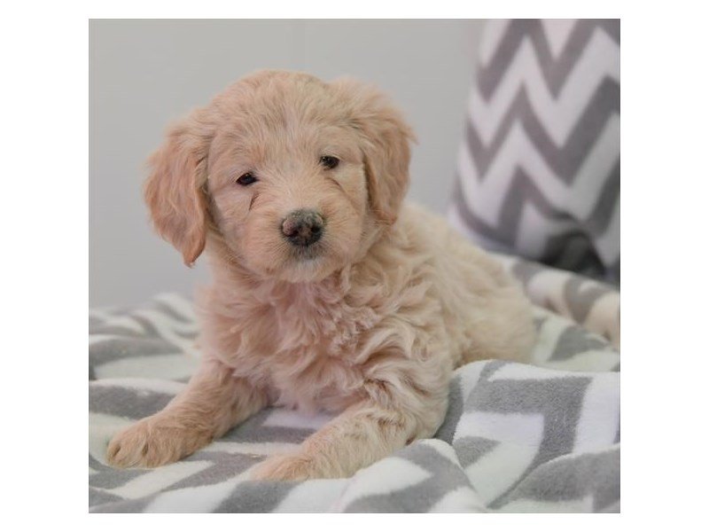 Goldendoodle Mini 2nd Gen