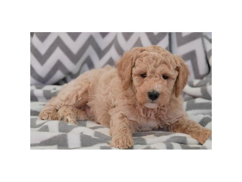 Goldendoodle Mini 2nd Gen