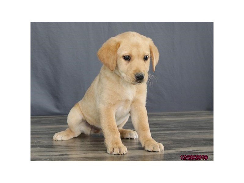 Labrador Retriever