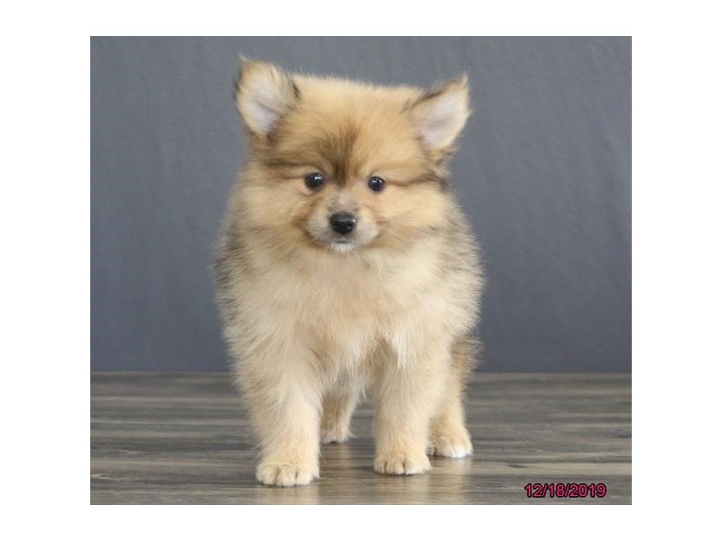 Pomeranian