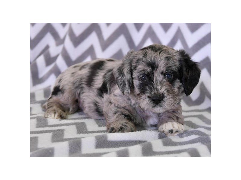 Labradoodle