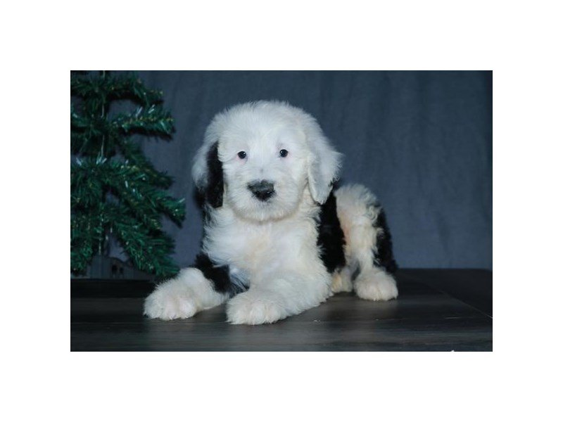 Sheepadoodle