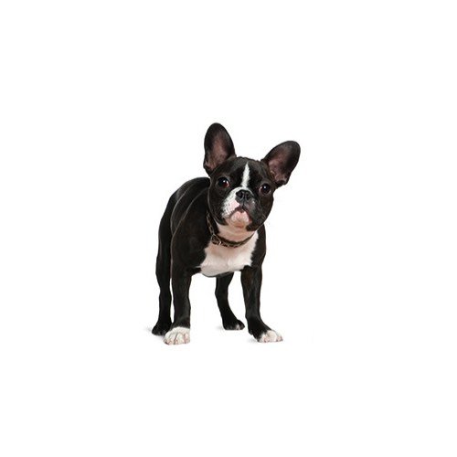 Boston Terrier Puppies Petland Carriage Place