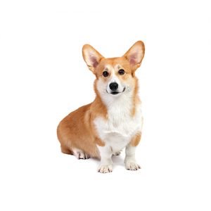 petland corgi