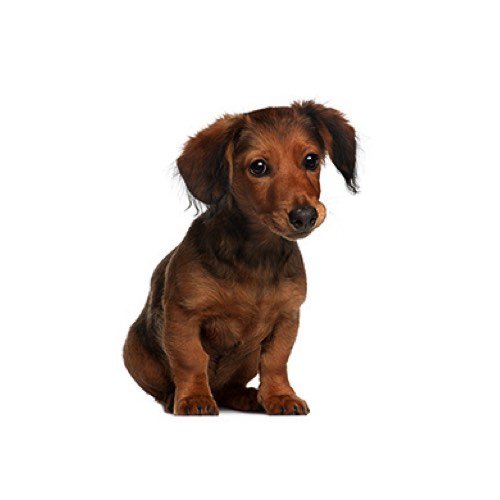 Dachshund Puppies Petland Carriage Place
