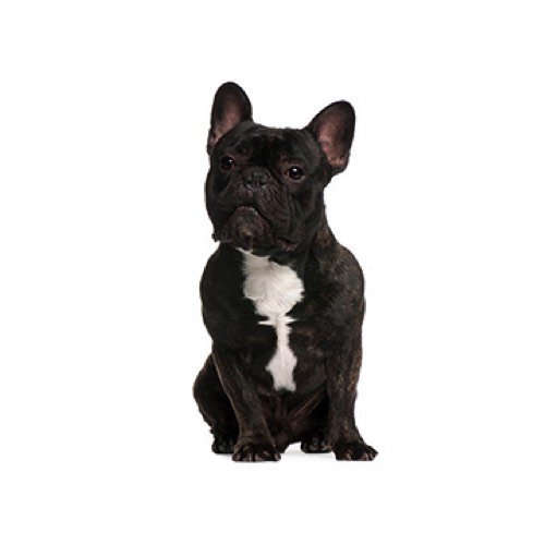 petland french bulldog cost