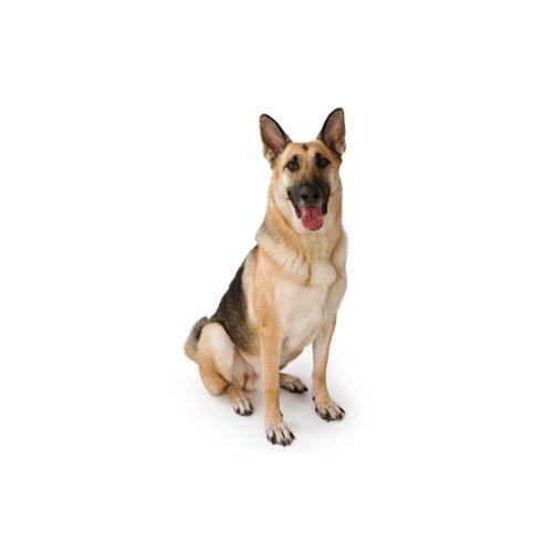 petland german shepherd price