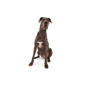Great Dane Puppies Petland Carriage Place