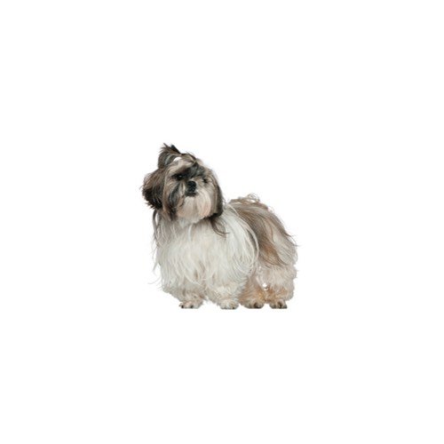 Lhasa Apso Puppies Petland Carriage Place Lhasa Apso Puppies Petland Carriage Place