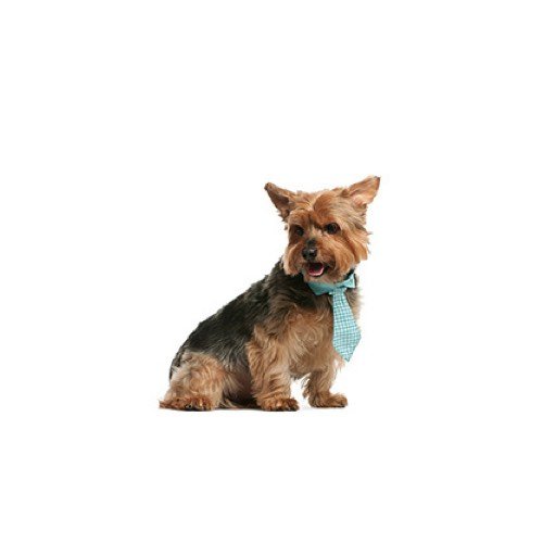 Norwich Terrier Puppies Petland Carriage Place Norwich Terrier Puppies Petland Carriage Place