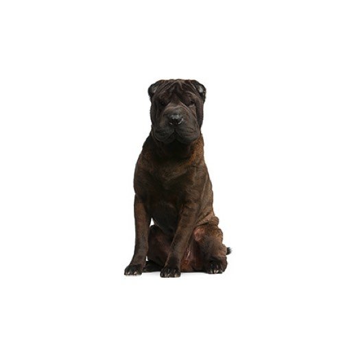SharPei Puppies Petland Carriage Place