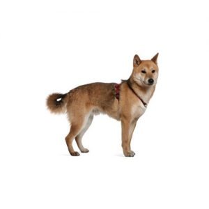 petland shiba inu