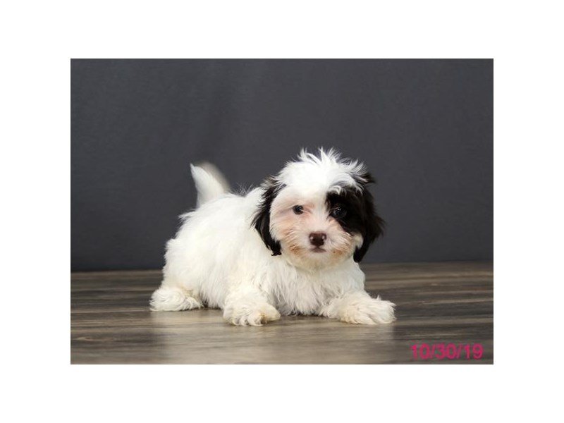 ShizaPoo