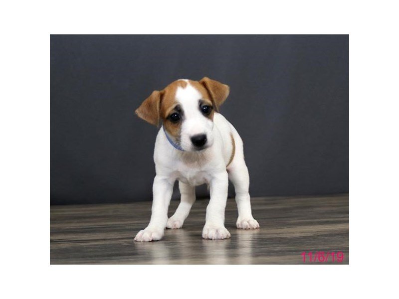 Jack Russell Terrier