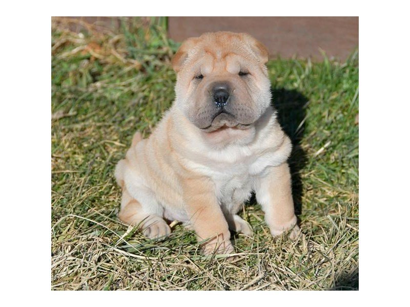 Shar Pei