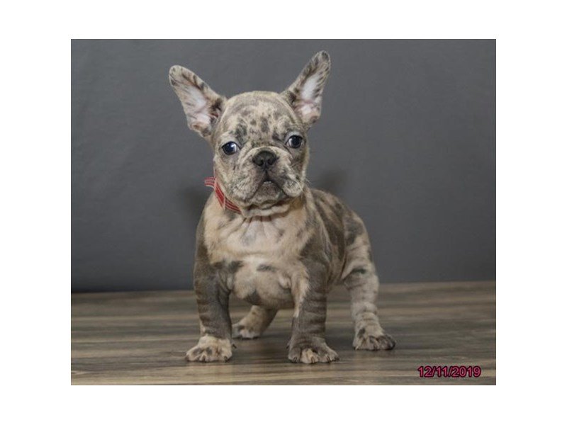 French Bulldog