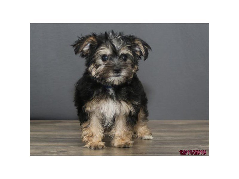 Morkie