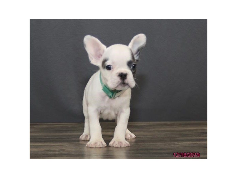 French Bulldog