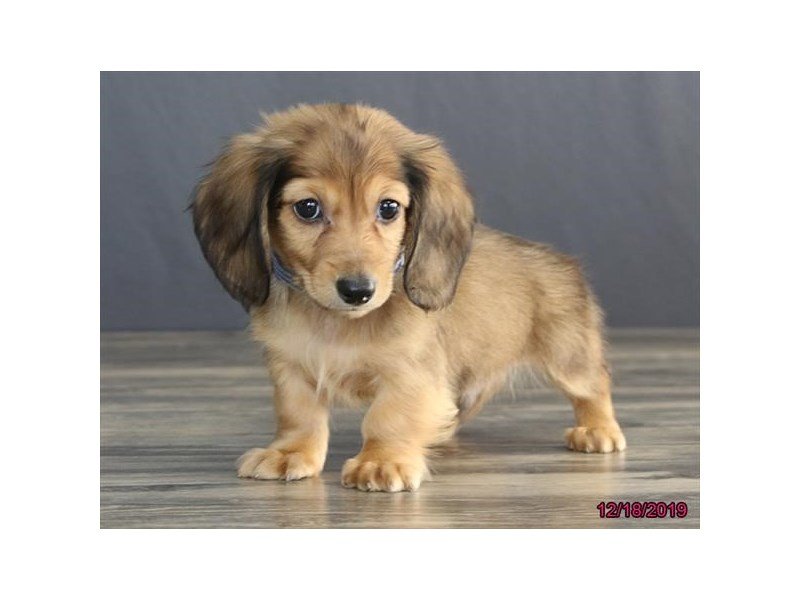Dachshund