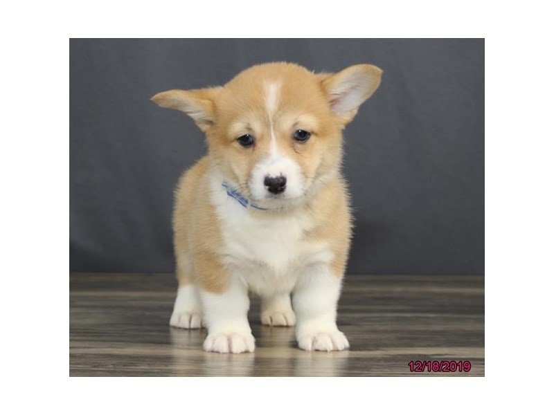 Pembroke Welsh Corgi