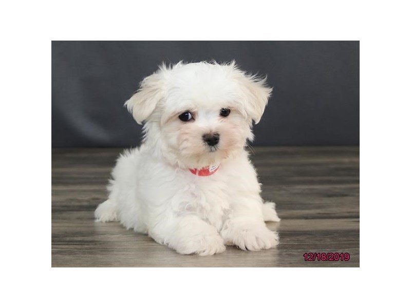 Maltese