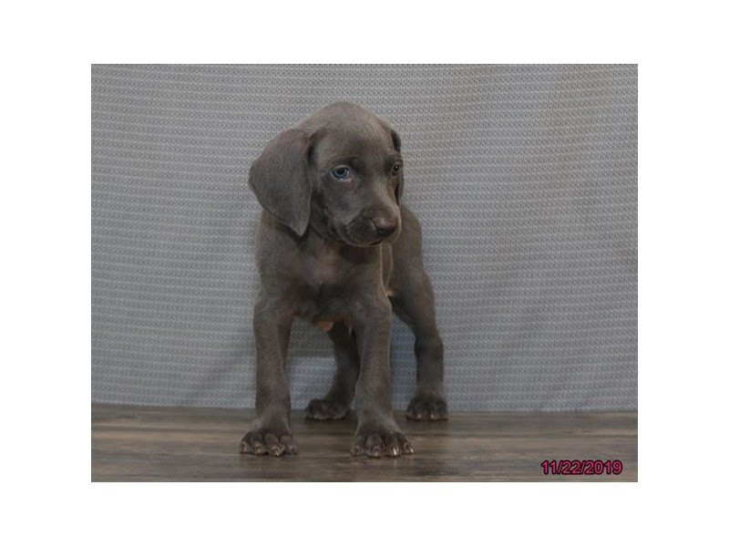 Weimaraner