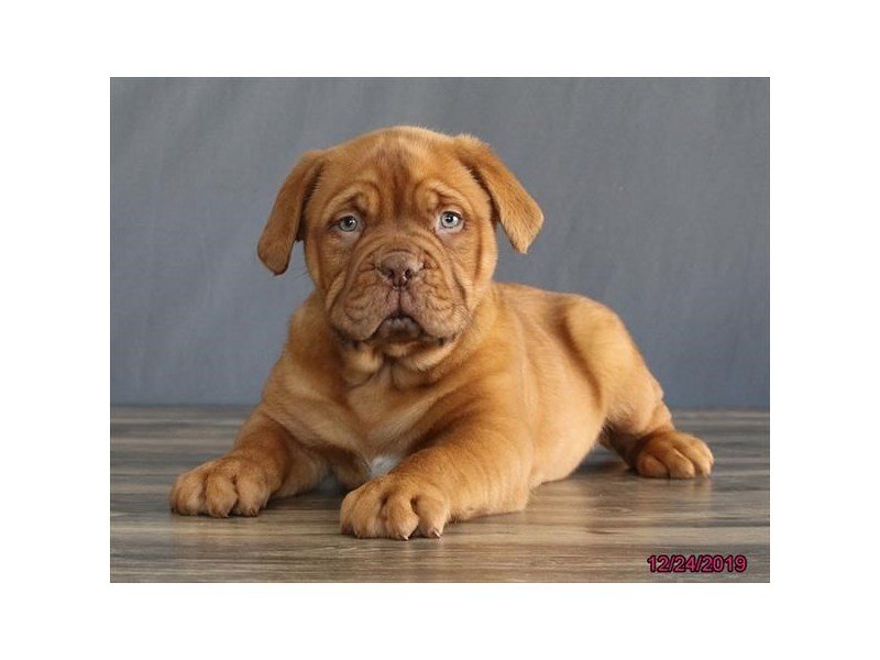 Dogue De Bordeaux