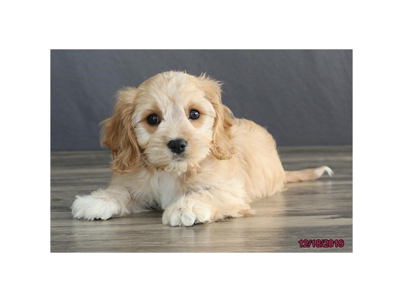 Cavachon