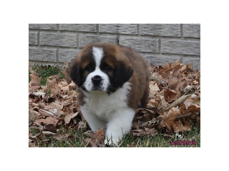 Saint BernardDOGMaleBrown / White2574430Petland Carriage Place