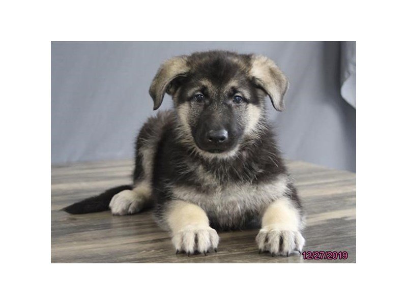 German Shepherd Dog
