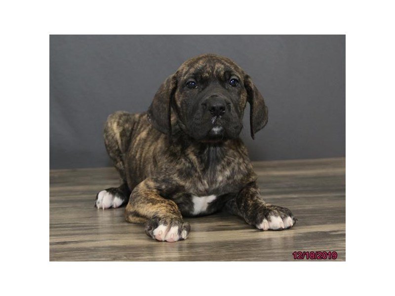 Great DaneDOGFemaleBrindle2574437Petland Columbus, Ohio